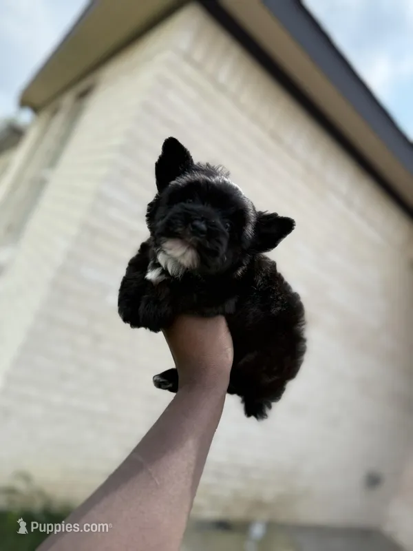 Knight , a male Yorkshire Terrier for sale in Cleveland, TX – Photo 1 of 5