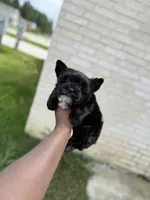 Knight , a male Yorkshire Terrier for sale in Cleveland, TX – Photo 3 of 5