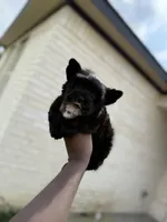 Knight , a male Yorkshire Terrier for sale in Cleveland, TX – Photo 2 of 5