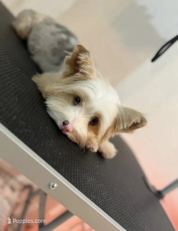 Precious  – Yorkshire Terrier puppy for sale in Cleveland, TX