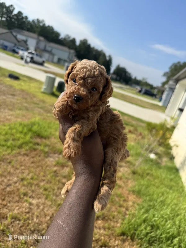 Whiskey  – Poodle - Toy  puppy for sale in Cleveland, TX