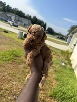 Whiskey , a male Poodle - Toy  for sale in Cleveland, TX – 1 of 3
