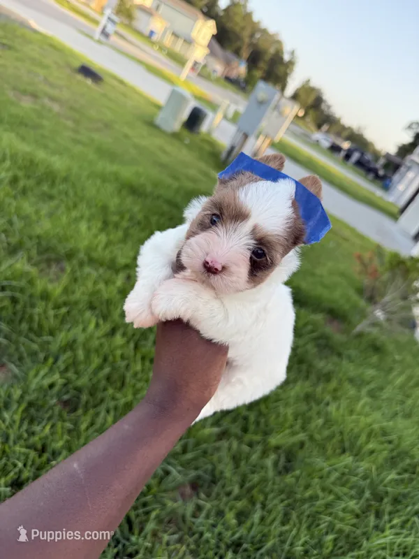 Rosalie – Yorkshire Terrier puppy for sale in Cleveland, TX