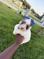 Rosalie, a female Yorkshire Terrier for sale in Cleveland, TX – 1 of 4