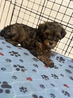 Mason, a male Yorkipoo for sale in Cleveland, TX – Photo 5 of 6