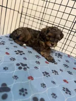 Mason, a male Yorkipoo for sale in Cleveland, TX – Photo 6 of 6