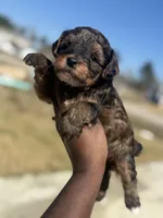 Mason, a male Yorkipoo for sale in Cleveland, TX – Photo 2 of 6