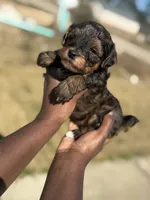 Mason, a male Yorkipoo for sale in Cleveland, TX – Photo 3 of 6