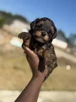 Mason, a male Yorkipoo for sale in Cleveland, TX – Photo 1 of 6