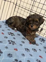 Mason, a male Yorkipoo for sale in Cleveland, TX – Photo 4 of 6