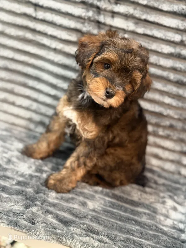 Mason – Yorkipoo puppy for sale in Cleveland, TX