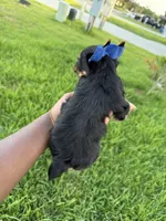 Beauty , a female Yorkshire Terrier for sale in Cleveland, TX – 6 of 6