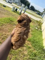 Bourbon , a male Poodle - Toy  for sale in Cleveland, TX – 4 of 4