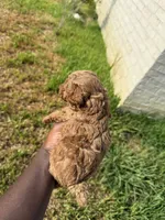 Whiskey , a male Poodle - Toy  for sale in Cleveland, TX – 3 of 3