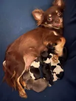 Flower, a female Chihuahua and Miniature Dachshund for sale in Buffalo, NY – Photo 3 of 4