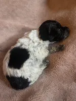 Flower, a female Chihuahua and Miniature Dachshund for sale in Buffalo, NY – Photo 2 of 4