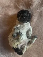 Flower, a female Chihuahua and Miniature Dachshund for sale in Buffalo, NY – Photo 1 of 4