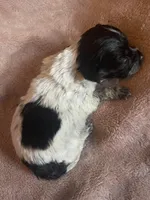 Flower, a female Chihuahua and Miniature Dachshund for sale in Buffalo, NY – Photo 4 of 4