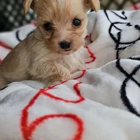 Tink , a female Pomeranian and Yorkshire Terrier for sale in Buffalo, NY – Photo 2 of 4