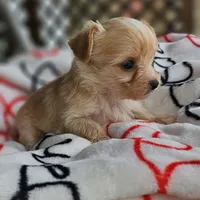 Tink , a female Pomeranian and Yorkshire Terrier for sale in Buffalo, NY – Photo 3 of 4