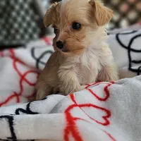 Tink , a female Pomeranian and Yorkshire Terrier for sale in Buffalo, NY – Photo 4 of 4