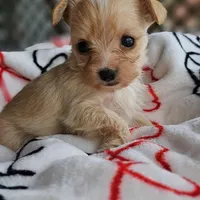 Tink , a female Pomeranian and Yorkshire Terrier for sale in Buffalo, NY – Photo 1 of 4