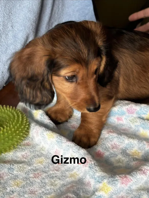 Gizmo 