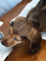 Gizmo , a male Miniature Dachshund for sale in Toms River, NJ – Photo 3 of 4