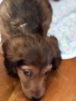 Gizmo , a male Miniature Dachshund for sale in Toms River, NJ – Photo 4 of 4