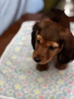 Chewy, a male Miniature Dachshund for sale in Toms River, NJ – Photo 5 of 5