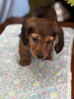 Chewy, a male Miniature Dachshund for sale in Toms River, NJ – Photo 2 of 5