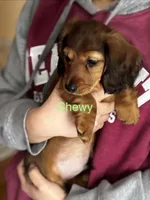 Chewy, a male Miniature Dachshund for sale in Toms River, NJ – Photo 1 of 5