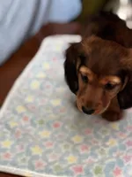 Chewy, a male Miniature Dachshund for sale in Toms River, NJ – Photo 3 of 5