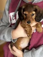 Chewy, a male Miniature Dachshund for sale in Toms River, NJ – Photo 4 of 5