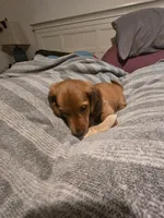 Coco, a male Miniature Dachshund for sale in Toms River, NJ – Photo 5 of 6