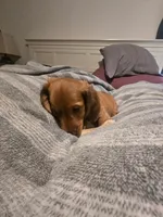 Coco, a male Miniature Dachshund for sale in Toms River, NJ – Photo 4 of 6