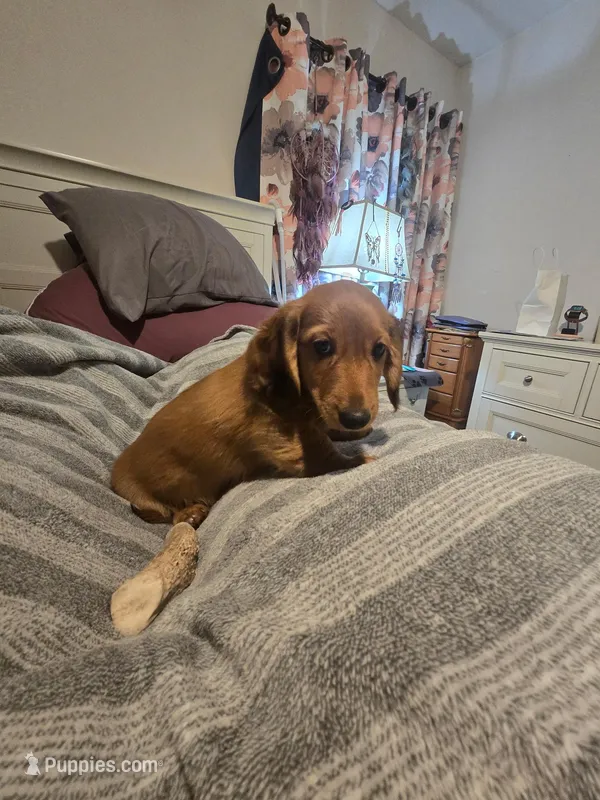 Coco, a male Miniature Dachshund for sale in Toms River, NJ – Photo 1 of 6