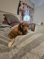 Coco, a male Miniature Dachshund for sale in Toms River, NJ – Photo 1 of 6