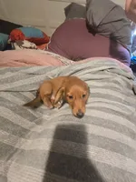 Coco, a male Miniature Dachshund for sale in Toms River, NJ – Photo 2 of 6