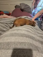 Coco, a male Miniature Dachshund for sale in Toms River, NJ – Photo 3 of 6