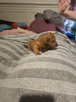 Coco, a male Miniature Dachshund for sale in Toms River, NJ – Photo 6 of 6