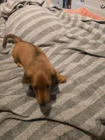 Gus, a male Miniature Dachshund for sale in Toms River, NJ – Photo 5 of 7