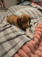 Gus, a male Miniature Dachshund for sale in Toms River, NJ – Photo 4 of 7