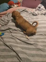 Gus, a male Miniature Dachshund for sale in Toms River, NJ – Photo 2 of 7