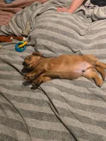 Gus, a male Miniature Dachshund for sale in Toms River, NJ – Photo 7 of 7