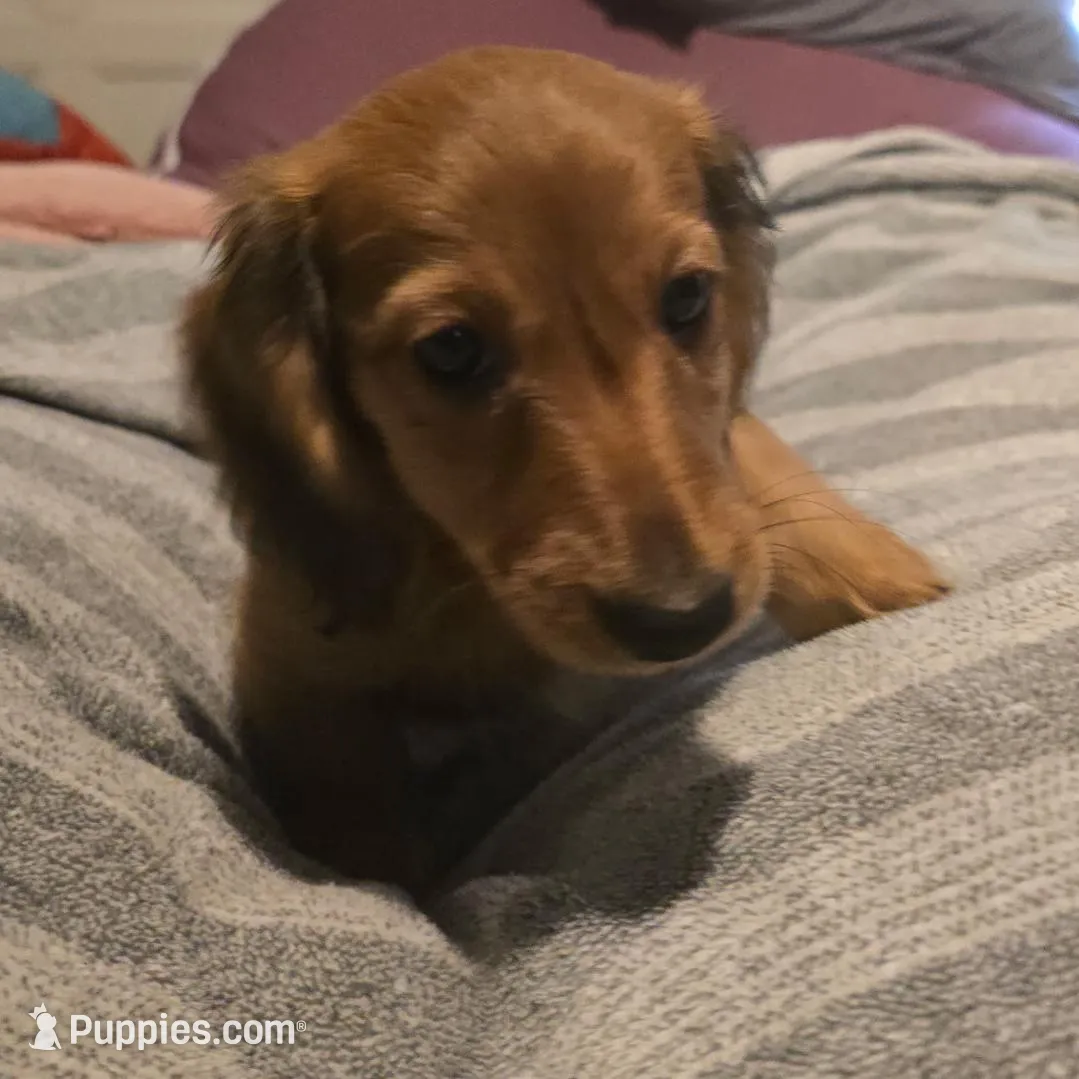 Gus, a male Miniature Dachshund for sale in Toms River, NJ – Photo 1 of 7
