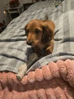 Gus, a male Miniature Dachshund for sale in Toms River, NJ – Photo 3 of 7