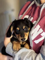 Rocky, a male Miniature Dachshund for sale in Toms River, NJ – Photo 5 of 5