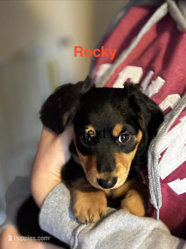 Rocky