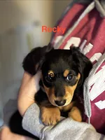 Rocky, a male Miniature Dachshund for sale in Toms River, NJ – Photo 1 of 5